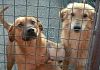 Animali stipati in gabbie e malnutriti: la Polizia scopre un 