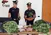Piante di marijuana e droga in casa: arrestati padre e figlio a Marsala