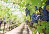 Crisi vitivinicoltura, Maggio (CIA): 