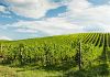 I Guardiani del Territorio denunciano:  la tempesta perfetta si abbatte sulle Cantine sociali