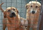animali-stipati-in-gabbie-e-malnutriti-la-polizia-scopre-un-garage-degli-orrori-a-catania