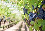 Crisi vitivinicoltura, Maggio (CIA): 