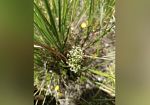 Scoperte a Mazara nuove popolazioni di una rara pianta a rischio estinzione