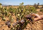 ​Marsala, la sindaca Patti e l’ass. Coppola: “Necessarie risorse le imprese agricole e salvaguardare la vendemmia 2027
