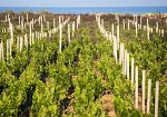 Crisi vitivinicoltura, Maggio (CIA): 