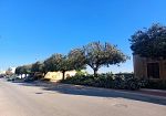 Petrosino, potatuta alberature viale De Vita, i chiarimenti dell'Ammnistrazione comunale