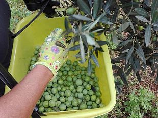 gli-agricoltori-si-consorziano-per-tutelare-la-produzione-olivicola