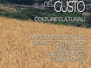 rinviata-la-mietitura-dei-grani-antichi-al-parco-archeologico-di-selinunte