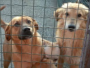 canile-di-marsala-saturo-l-oipa-non-possiamo-piu-prendere-cuccioli-in-stallo-costretti-ad-avviare-le-adozioni-al-nord