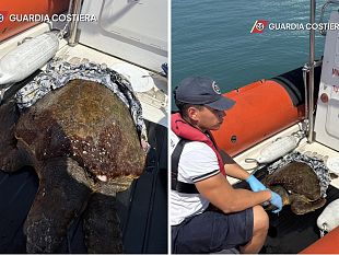 riserva-dello-zingaro-tartaruga-caretta-caretta-salvata-dalla-guardia-costiera