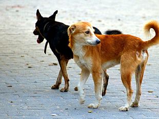 marsala-area-sgambamento-cani-la-giunta-grillo-approva-il-progetto