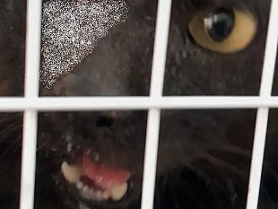 trapani-gatto-randagio-ucciso-a-colpi-di-arma-da-sparo