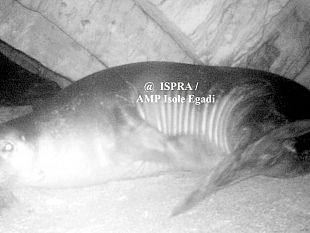 documentata-la-presenza-invernale-della-foca-monaca-nellisola-di-favignana