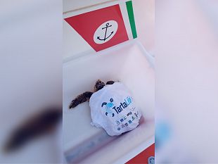 marettimo-torna-in-mare-la-tartaruga-soccorsa-lo-scorso-giugno