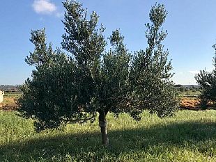 campobello/a-campobello-il-corso-di-alta-formazione-sulla-potatura-e-gestione-delloliveto