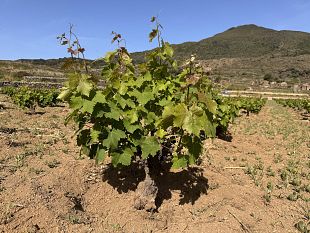 la-pratica-agricola-della-vite-ad-alberello-di-pantelleria-un-bene-immateriale-da-trasferire-alle-nuove-generazioni