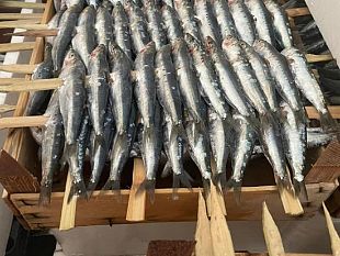 torna-la-sagra-della-sarda-a-marinella-di-selinunte