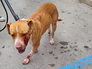 pitbull-aggredisce-due-cani-e-due-persone-in-via-palermo