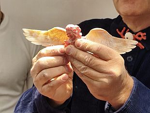 rotte-del-corallo-venerdi-a-trapani-la-tavola-rotonda-internazionale-che-unisce-il-mediterraneo