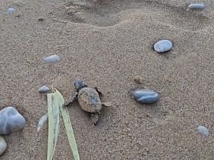 spettacolo-in-spiaggia-a-trappeto-nate-110-piccole-caretta-caretta