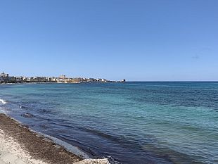trapani-segnalata-alla-guardia-costiera-una-mucca-spiaggiata-ricerche-senza-esito