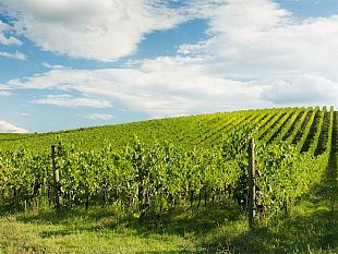 marsala-diventera-bellissima-proposte-per-il-rilancio-della-vitivinicoltura-siciliana