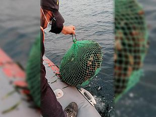 mazara-pesca-abusiva-ricci-di-mare-sanzionati-due-sub