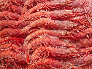 mazara-pesca-il-comune-vara-un-progetto-per-le-quote-del-gambero-rosso-e-viola