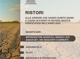ristori-da-35-mln-di-euro-per-aiutare-le-aziende-agricole-che-hanno-subito-danni-a-causa-della-siccita-nel-2024