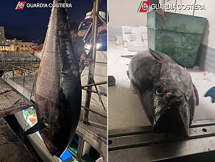 tutela-del-tonno-rosso-intensificati-i-controlli-nel-trapanese-riscontrate-gravi-irregolarita
