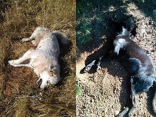 mazara-cani-randagi-avvelenati-in-c-da-santa-maria-gesto-inumano-e-criminale-istituzioni-responsabili-dellaumento-del-randagismo-in-citta