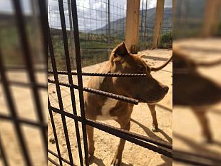 alcamo-pitbull-maltrattato-e-lasciato-a-vivere-tra-gli-escrementi-interviene-rizzi