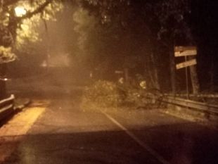 maltempo-nel-trapanese-cade-un-albero-ad-erice