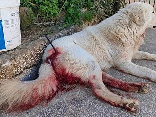 castelvetrano/cane-ferito-con-una-balestra-a-castelvetrano-il-partito-animalista-fa-denuncia-in-procura