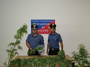 salemi-carabinieri-scoprono-piantagione-occultata