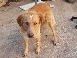 la-vita-batte-il-veleno-il-cane-ritrovato-a-cornino-e-salvo-e-cerca-casa