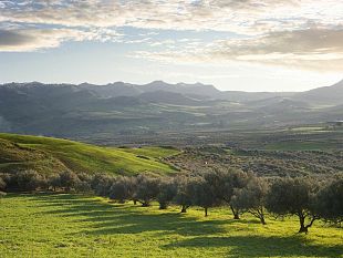 campobello-la-replica-dellassessore-dilluvio-sulla-questione-degli-agricoltori-impegnati-nella-raccolta-delle-olive