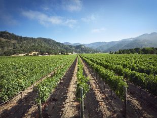 vendemmia-2018-clima-pazzo-e-peronospera-produzione-in-calo