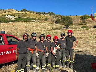 intrappolato-in-una-tana-cane-salvato-dai-vigili-del-fuoco-di-alcamo