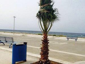 mazara-tornano-le-palme-nel-lungomare