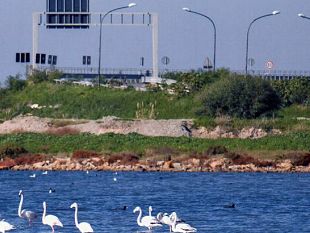2la-colmata-b-diviene-ufficialmente-larea-naturale-protetta-fatamorgana-arrivata-il-decreto