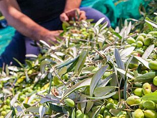 al-via-la-nuova-rubrica-agricoltura-e-non-solo-della-nostra-elena-manzini