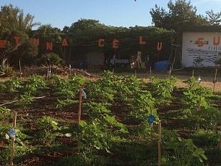 domani-a-marinella-di-selinunte-la-semina-di-100-girasoli-per-abbellire-la-borgata