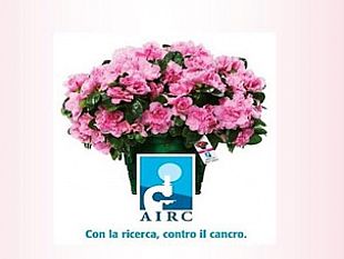 trapani-torna-lazalea-della-ricerca