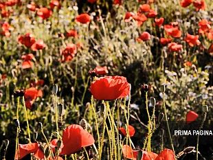 25-aprile-litalia-celebra-la-liberta-il-valore-della-memoria-e-della-democrazia