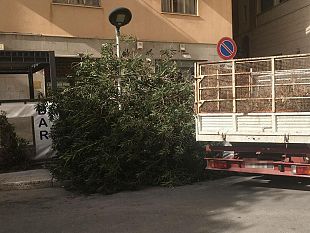 trapani-forte-vento-spezza-un-albero-in-centro-storico