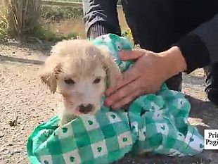 video-mazara-recuperati-4-cani-abbandonati-in-sacchetti-soltanto-uno-era-vivo