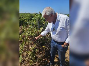 trapani/agricoltura-agea-pronta-per-contributi-peronospera-pellegrino-fi-bene-azione-del-governo-regionale