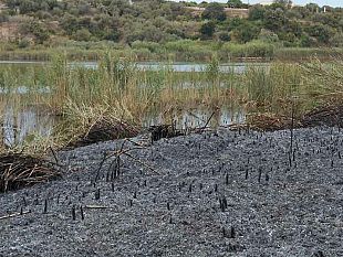 al-fuoco-la-riserva-lago-preola-e-gorghi-tondi-matrice-dolosa
