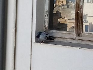 trapani-rimpallo-di-competenze-per-un-piccione-viaggiatore-fermo-in-citta